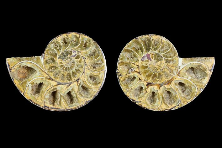 3.2" Cut & Polished Agatized Ammonite Fossil (Pair) - Jurassic